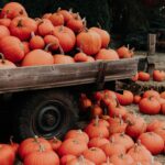 Pumpkin Patch with pumpkins on truck