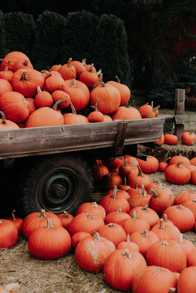 Pumpkin Patch with pumpkins on truck