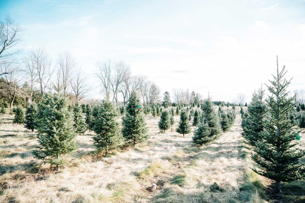 Merry Farms Christmas Tree farm in Lynden, Ontario.